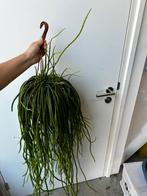 Hangplant Rhipsalis | €35, Ophalen, Overige soorten, Minder dan 100 cm