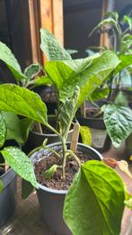 Bio Aubergine planten div soorten moestuin plantjes, Tuin en Terras, Ophalen, Volle zon, Groenteplanten, Eenjarig