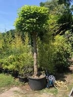 Bolcatalpa , 2,5 meter hoog ( ex kuip dus vanaf de grond ) ., Ophalen, Lente, Bolboom, 250 tot 400 cm