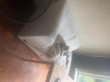 5 zits bank licht grijs 