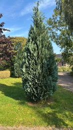 3x blauwe californische cipres, Ophalen, Bloeit niet, Halfschaduw, Overige soorten
