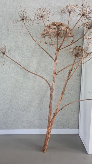 Decoratieve gedroogde berenklauwen beschikbaar voor biedingen
