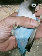 Prachtige brr agapornis personata blauw man, Dieren en Toebehoren, Mannelijk, Dwergpapegaai of Agapornis