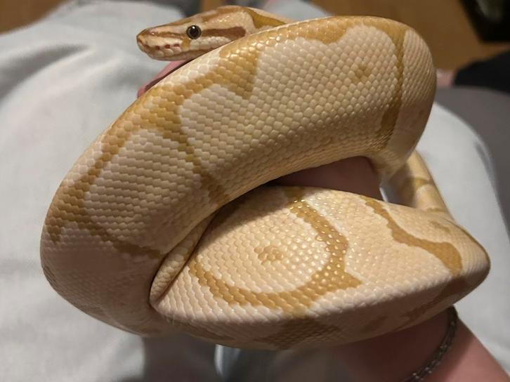 Koningspython, spider morph, Dieren en Toebehoren, Reptielen en Amfibieën, Slang, 3 tot 6 jaar