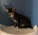 Kittens, Dieren en Toebehoren, Katten en Kittens | Overige Katten, Meerdere dieren, Kortharig