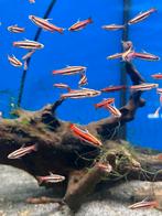 Nannostomus morthenthaleri, Dieren en Toebehoren, Vis, Zoetwatervis, Schoolvis