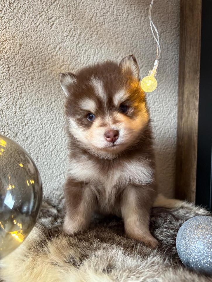 Pomsky pups f3, Dieren en Toebehoren, Honden | Poolhonden, Keeshonden en Oertypen, Meerdere dieren, Poolhond, Fokker | Hobbymatig