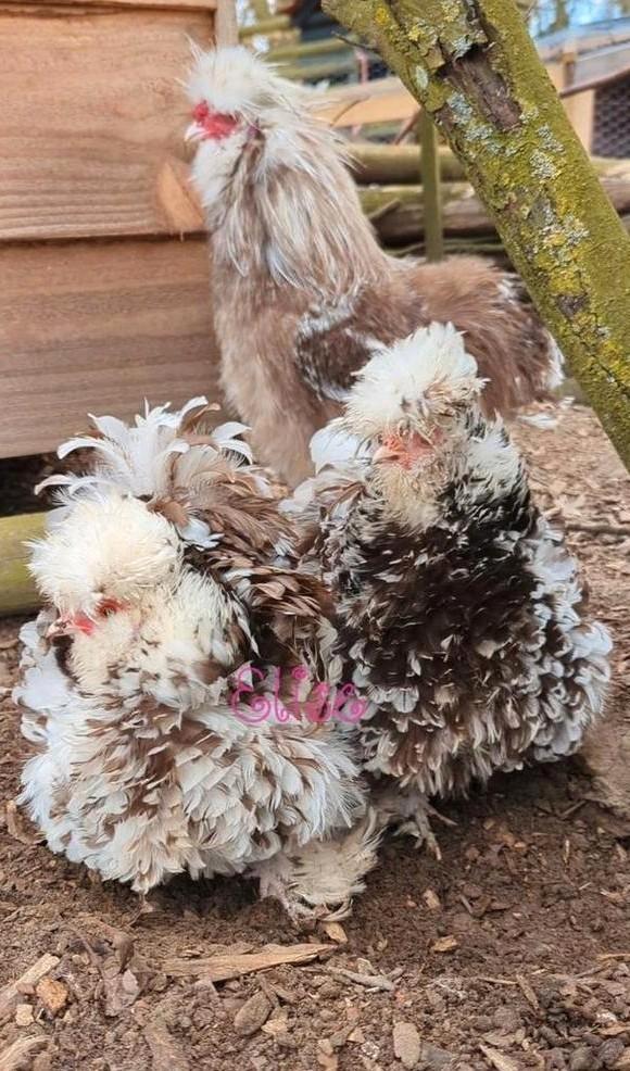 Broedeieren usa zijdehoenders sierkippen zijdehoen kippen, Dieren en Toebehoren, Pluimvee, Kip