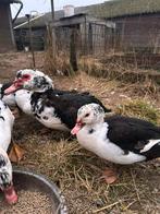 Muskuseenden, Dieren en Toebehoren, Meerdere dieren, Eend
