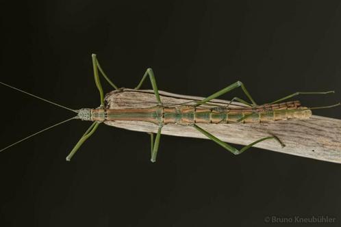 PSG 395 Nuichua rabaeyae
Wandelende tak, Dieren en Toebehoren, Insecten en Spinnen, Wandelende tak