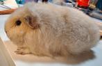 Gezocht: CH Teddy's effen of California, Januari, Geslacht onbekend, Cavia
