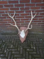 Gaaf groot herten gewij in zeer goede staat  geen schade, Ophalen of Verzenden, Zo goed als nieuw, Beeldje of Figuurtje