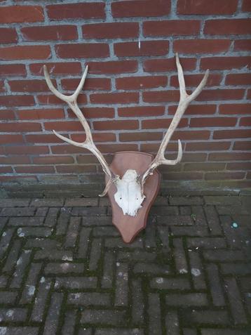 Gaaf groot herten gewij in zeer goede staat  geen schade beschikbaar voor biedingen