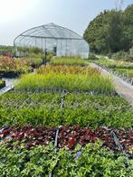 Vaste tuinplanten / Scherp geprijsd / 2e pinksterdag geopend, Ophalen of Verzenden, Zomer, Overige soorten