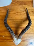 V- skul van impala, Ophalen of Verzenden, Nieuw, Overige soorten, Schedel