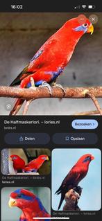 Halfmasker lori pop, Dieren en Toebehoren, Vrouwelijk, Papegaai, Geringd