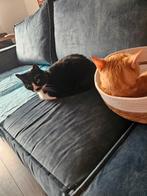 2 lieve poesjes aangeboden, Dieren en Toebehoren, Katten en Kittens | Overige Katten, Poes, Kortharig, 3 tot 5 jaar