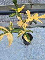 Philodendron florida beauty, Huis en Inrichting, Kamerplanten, Ophalen of Verzenden, Halfschaduw, Minder dan 100 cm