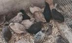 16 chinese kwartel hennen, Dieren en Toebehoren, Vrouwelijk