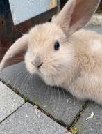 Simba zoekt een gouden plekje!, Dieren en Toebehoren, Konijnen, Mannelijk, Hangoor, 0 tot 2 jaar