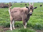 Ter dekking, Dieren en Toebehoren, Schapen, Geiten en Varkens, Mannelijk, Geit