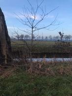 Eikeboom, Overige soorten, 100 tot 250 cm, Zomer, Ophalen