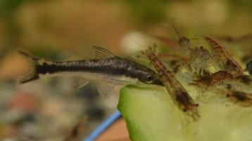 Dwerg Algeneter - Otocinclus Affinis.  beschikbaar voor biedingen
