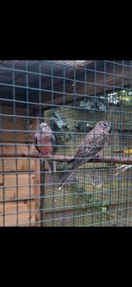 Koppel bourkes parkieten, Dieren en Toebehoren, Vogels | Parkieten en Papegaaien, Meerdere dieren, Parkiet