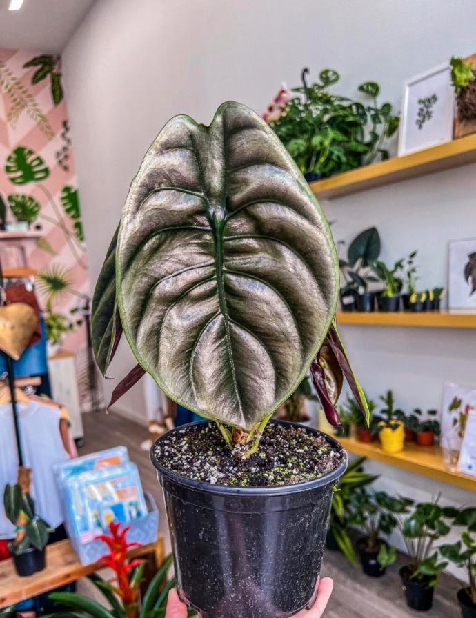 Alocasia Cuprea baby plantje, Huis en Inrichting, Kamerplanten, Minder dan 100 cm, Halfschaduw, Ophalen of Verzenden