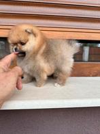 Pomeriaan, 8 tot 15 weken, Buitenland, Teef, Eén hond