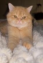 WhiteGolden Shaded Brits korthaar dekkater(ny12)met stamboom, Kater, Gechipt, 3 tot 5 jaar