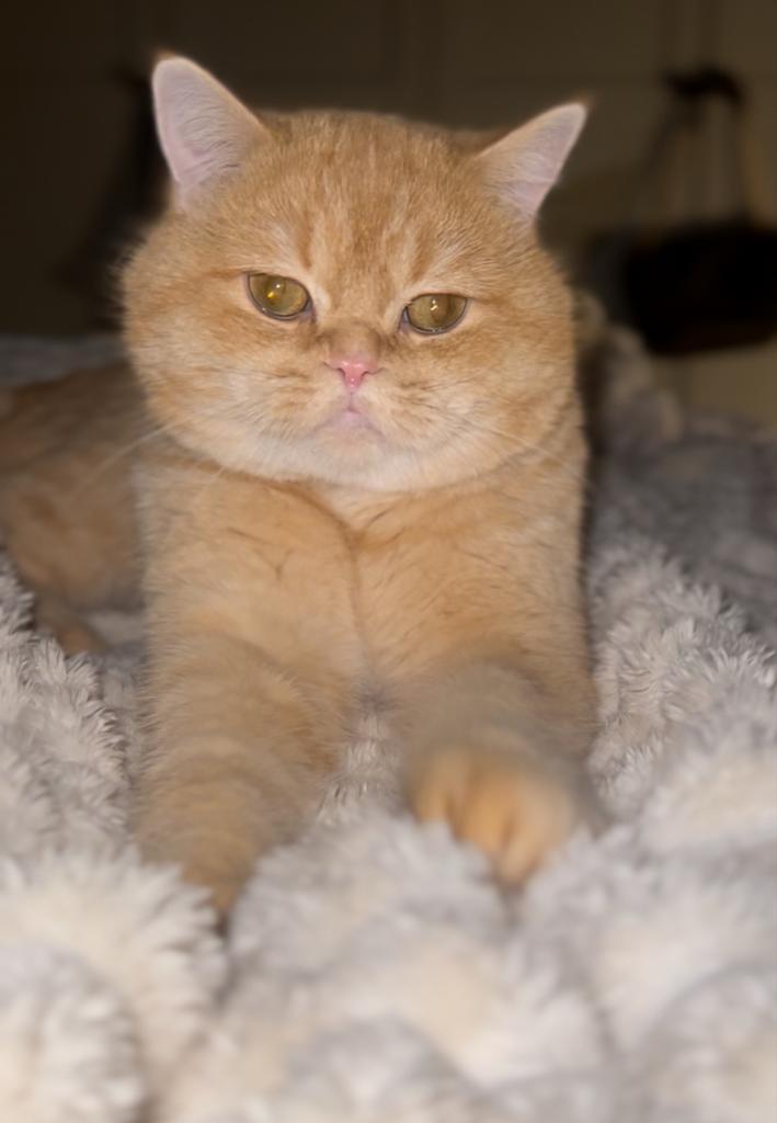 WhiteGolden Shaded Brits korthaar dekkater(ny12)met stamboom, Dieren en Toebehoren, Katten en Kittens | Raskatten | Korthaar, Kater