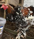 Brahma haan porselein, Dieren en Toebehoren, Pluimvee, Mannelijk, Kip