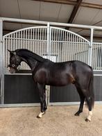 Brave 2,5 jarige hengst, Hengst, 160 tot 165 cm, 0 tot 2 jaar