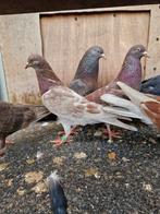 Irakse basra takla duiven  بصراويات, Dieren en Toebehoren, Vogels | Duiven, Meerdere dieren, Overige soorten