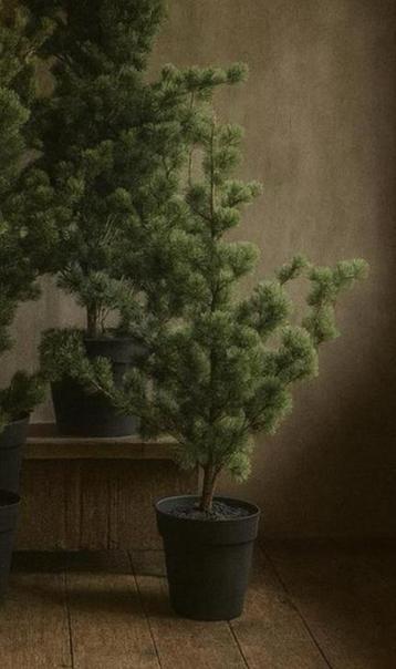 Lariks boompje kunst beschikbaar voor biedingen