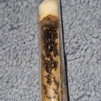 Camponotus sylvaticus 1q 60-80w | mieren ants mierenkolonie, Dieren en Toebehoren, Mieren