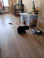 2 katers, Dieren en Toebehoren, Katten en Kittens | Overige Katten, Kater, 0 tot 2 jaar