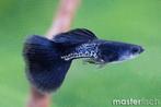 Metal black guppen *** TE KOOP ***, Vis, Zoetwatervis, Schoolvis