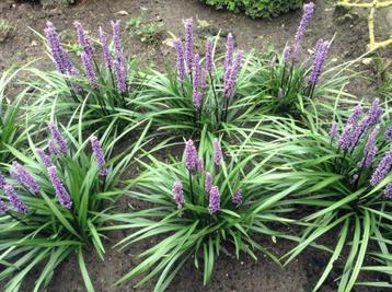 Liriope muscari ,leliegras beschikbaar voor biedingen