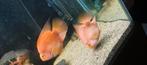 Papagaai chichliden, Dieren en Toebehoren, Vissen | Aquariumvissen, Vis