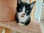 Kitten, katertje te koop, Kater, Kortharig, 0 tot 2 jaar