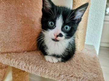 Kitten, katertje te koop beschikbaar voor biedingen