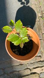 Fagus sylvatica / groene beuk, Ophalen, Zomer, Overige soorten, Volle zon
