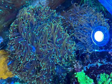 Dragon Soul Torch stekken zeeaquarium beschikbaar voor biedingen