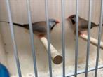 4 spitsstaartamadines 2025, Dieren en Toebehoren, Vogels | Overige Vogels, Meerdere dieren, Tropenvogel, Geringd