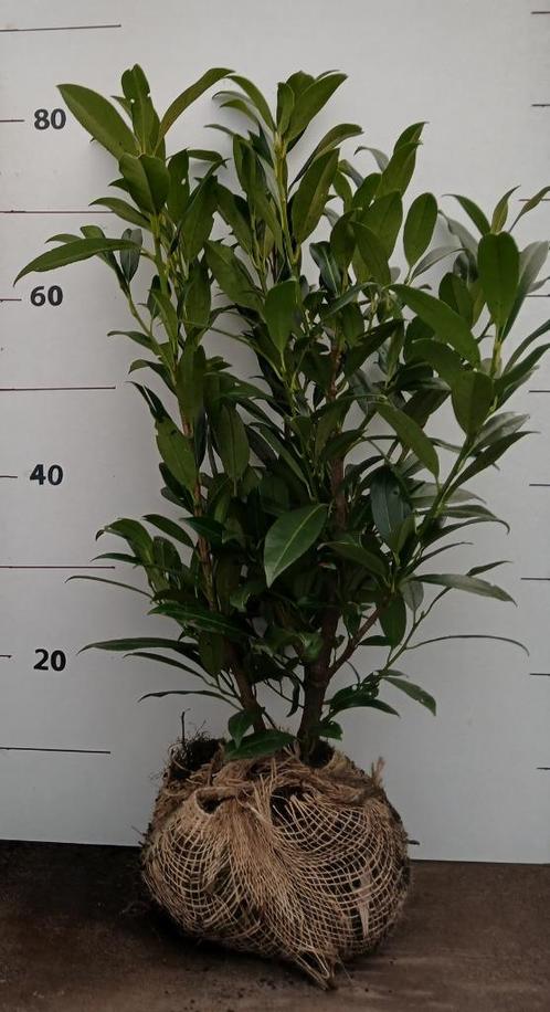 Prunus lau. 'Herbergii' 60/70 centimeter, Tuin en Terras, Planten | Struiken en Hagen, Laurier, Minder dan 100 cm, Ophalen