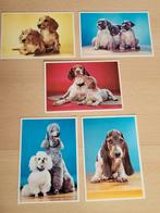 ** 5x Ansicht kaart voor het kind honden teckel poedel, Verzamelen, Ansichtkaarten | Dieren, Ophalen of Verzenden, 1960 tot 1980
