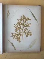 Herbarium eind 19e eeuw (zie foto's), Antiek en Kunst, Ophalen of Verzenden
