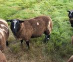 Mooie grote donker bonte ram donkere dekram dek ram, Dieren en Toebehoren, Schapen, Geiten en Varkens, Mannelijk, Schaap, 0 tot 2 jaar